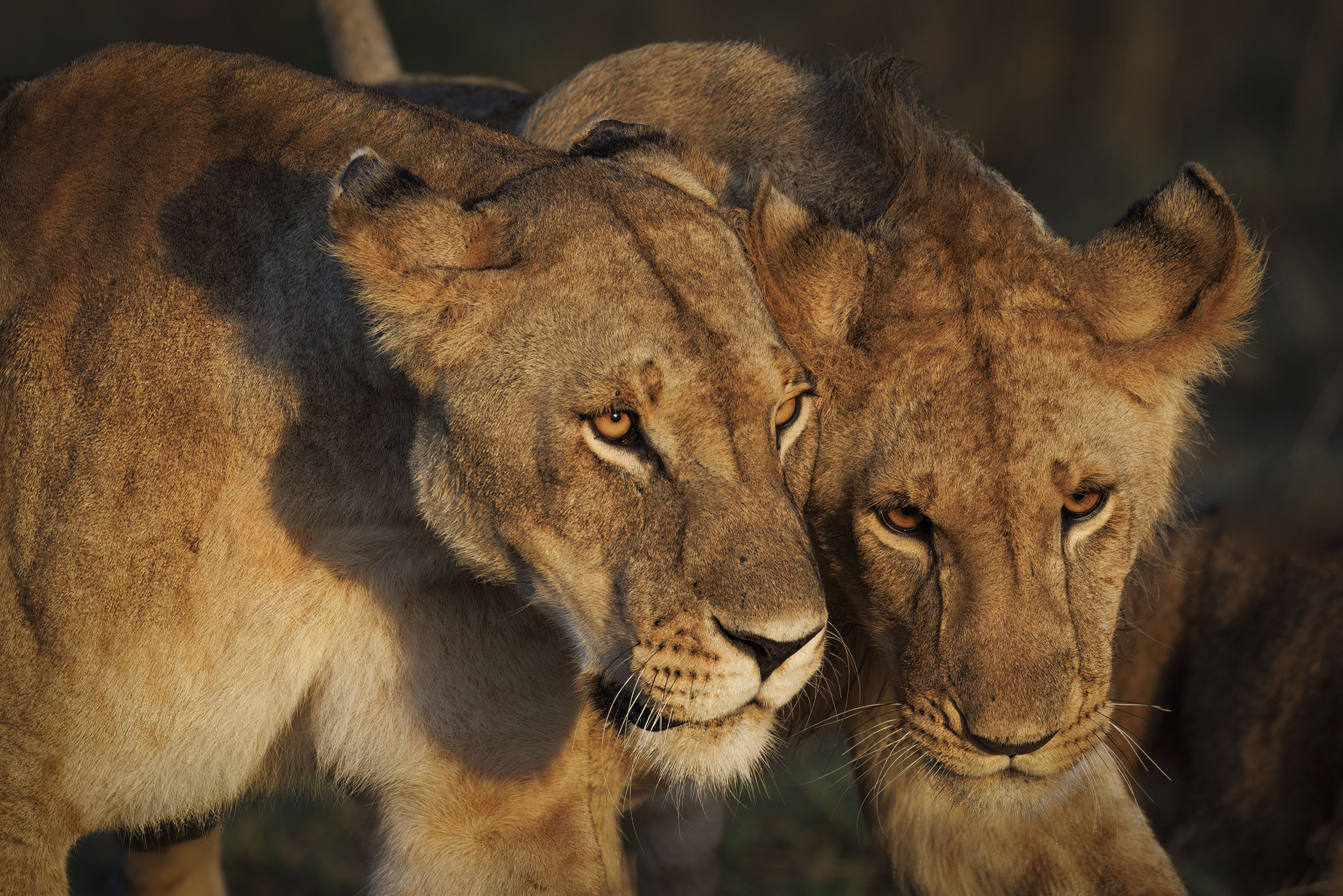 November 11, 2022-063012-4-Edit.jpg